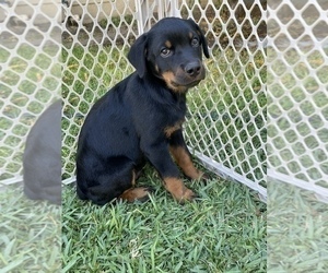 Rottweiler Puppy for sale in ELDERWOOD, CA, USA