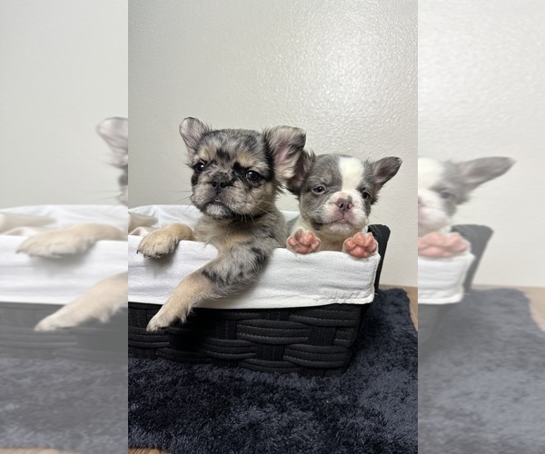 Medium Photo #4 French Bulldog Puppy For Sale in LOS ANGELES, CA, USA