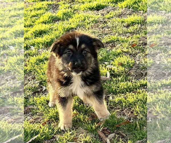 Medium Photo #1 German Shepherd Dog-Unknown Mix Puppy For Sale in Holly Hill, SC, USA
