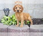 Puppy 5 Irish Setter-Poodle (Miniature) Mix