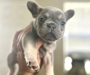 French Bulldog Puppy for sale in CARLSBAD, CA, USA