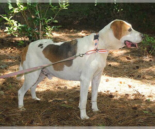 Medium Photo #3 Mutt Puppy For Sale in Lake Wylie, SC, USA