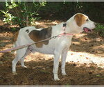 Small #2 Mutt