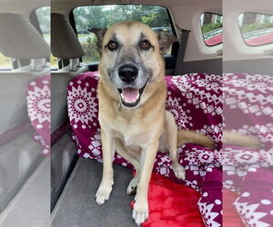 Sarge Tennis Pro - Male German Shepherd Dog-Unknown Mix Dog for Adoption - Photo #4