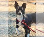 Small Chihuahua Mix