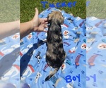 Small Photo #5 Chizer Puppy For Sale in MONTEZUMA, GA, USA