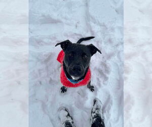 Labrador Retriever-Unknown Mix Dogs for adoption in Derwood, MD, USA