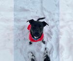 Small Labrador Retriever Mix