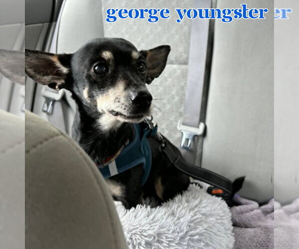 Medium Photo #8 Chiweenie Puppy For Sale in San Antonio, TX, USA