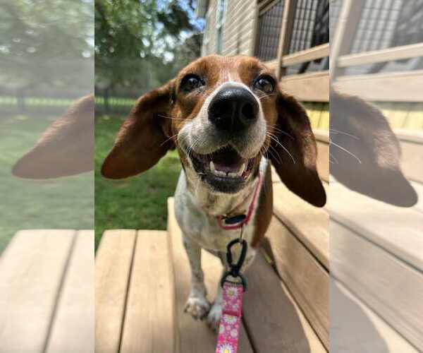 Medium Photo #2 Beagle Puppy For Sale in Greenville, SC, USA