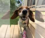 Small #1 Beagle