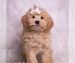 Small Photo #68 Maltipoo (Miniature) Puppy For Sale in WARSAW, IN, USA