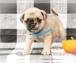 Medium Jug-Pug Mix