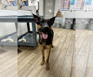 German Shepherd Dog-Unknown Mix Dogs for adoption in Rowlett, TX, USA