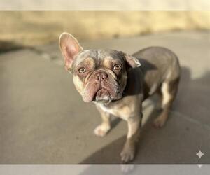 French Bulldog Dogs for adoption in Chula Vista, CA, USA