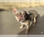 Small French Bulldog