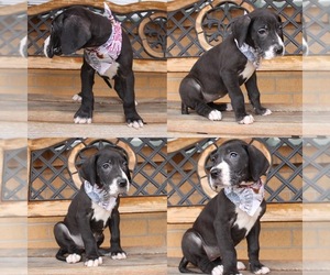 Great Dane Puppy for sale in CANTON, TX, USA