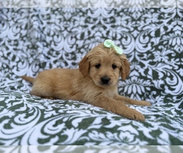 Medium Photo #4 Goldendoodle Puppy For Sale in LAKELAND, FL, USA