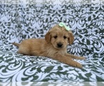 Small #3 Goldendoodle