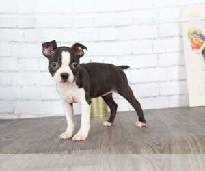 Boston Terrier Puppy for sale in RED LION, PA, USA