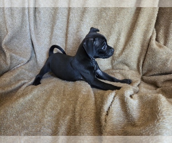 Medium Photo #1 Chug Puppy For Sale in HILLSDALE, MI, USA