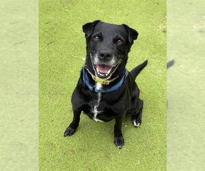 ATHENA - Female Labrador Retriever Dog for Adoption - Photo #4