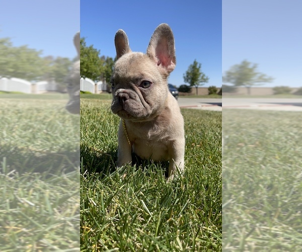 Medium Photo #3 French Bulldog Puppy For Sale in WEST HILLS, CA, USA