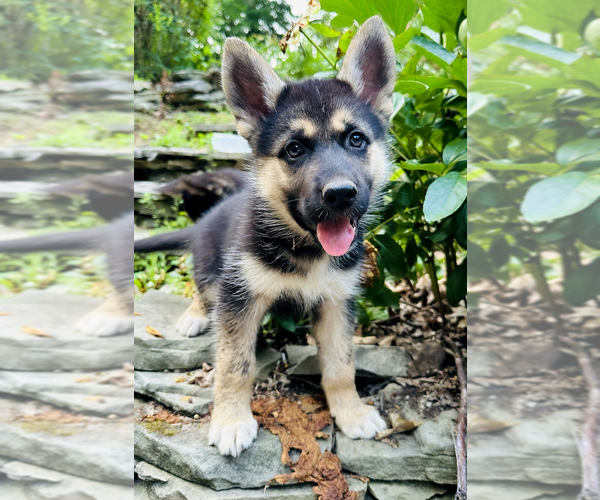 Medium Photo #1 German Shepherd Dog-Siberian Husky Mix Puppy For Sale in LANSING, MI, USA