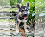Puppy Red German Shepherd Dog-Siberian Husky Mix