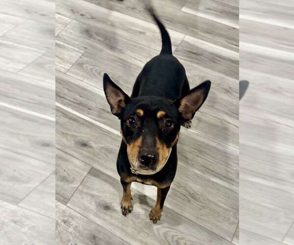 Medium Photo #4 Chihuahua-Unknown Mix Puppy For Sale in Brewster, NY, USA