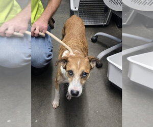 Mutt Dogs for adoption in Evansville, IN, USA