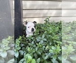 Small #1 Boston Terrier