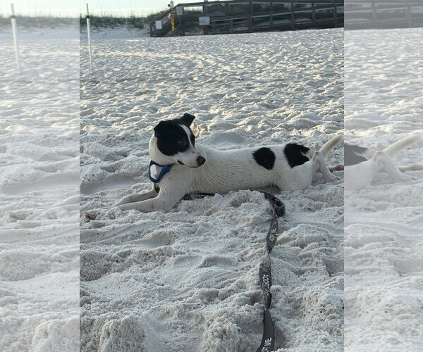 Medium Photo #27 Jack Russell Terrier-Unknown Mix Puppy For Sale in Milton, FL, USA