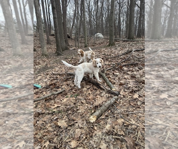 Medium Photo #83 Aussie-Poo-Goldendoodle Mix Puppy For Sale in COMMERCE, MI, USA
