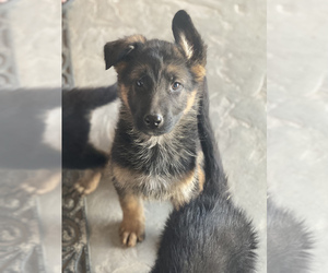 German Shepherd Dog Puppy for sale in TEMECULA, CA, USA