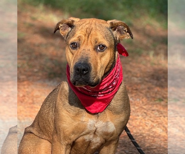Medium Photo #1 Mutt Puppy For Sale in Shillington, PA, USA
