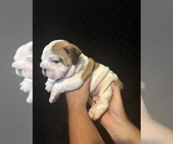 Medium Photo #1 Bulldog Puppy For Sale in FOUNTAIN RUN, KY, USA