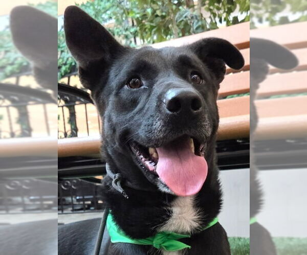 Medium Photo #1 German Shepherd Dog-Unknown Mix Puppy For Sale in Lake Forest, CA, USA