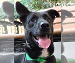 Small German Shepherd Dog Mix