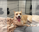 Small #8 Labrador Retriever Mix