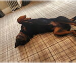 Small #3 Rottweiler