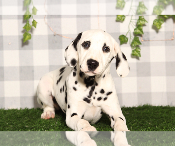 Medium Photo #1 Dalmatian Puppy For Sale in MARIETTA, GA, USA