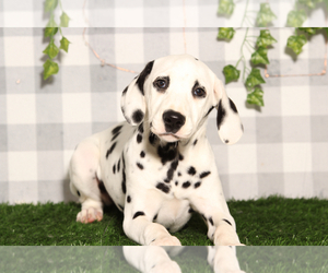 Dalmatian Puppy for sale in MARIETTA, GA, USA