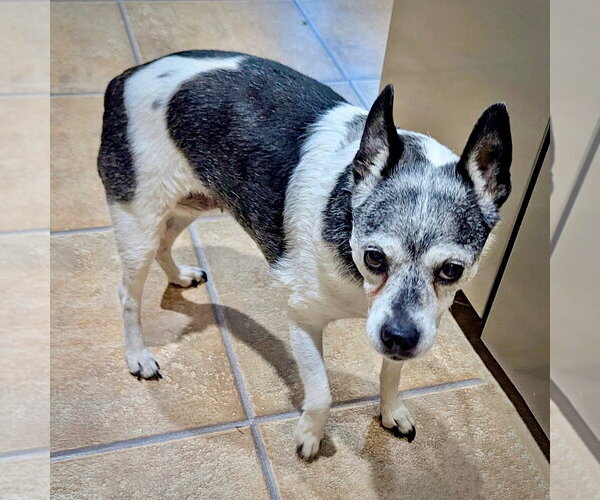 Medium Photo #2 Rat Terrier Puppy For Sale in Atlanta, GA, USA