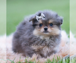 Small Photo #51 Pomeranian Puppy For Sale in WARSAW, IN, USA