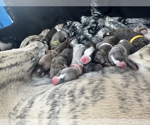 Whippet Puppy for sale in CORRY, PA, USA