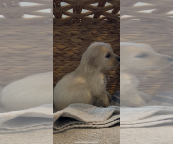 Medium Photo #18 Golden Retriever Puppy For Sale in MERCED, CA, USA
