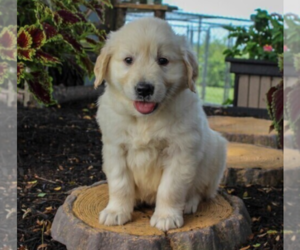 English Cream Golden Retriever Puppy for sale in CHARLOTTE, NC, USA