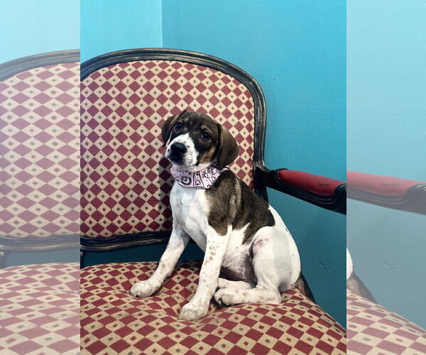 Medium Photo #2 Beagle-Unknown Mix Puppy For Sale in Rockaway, NJ, USA