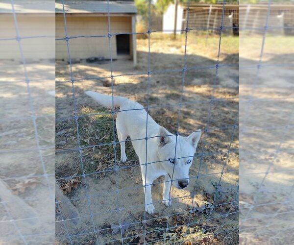 Medium Photo #3 Siberian Husky Puppy For Sale in PIKEVILLE, TN, USA